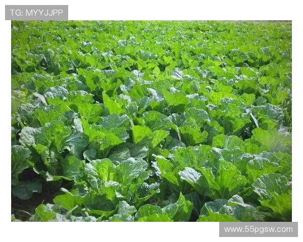 白菜网贴吧论坛:分享白菜种植技巧与经验交流 白菜网贴吧论坛:分享白菜种植技巧与经验交流